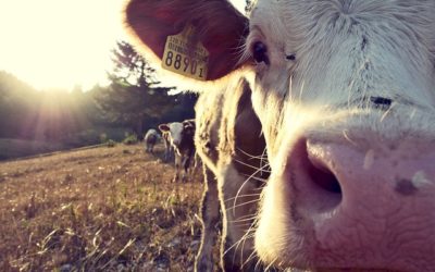 Life on the Farm