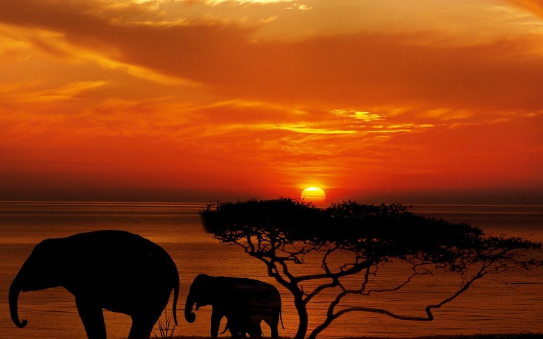 Elephants in the African Bush