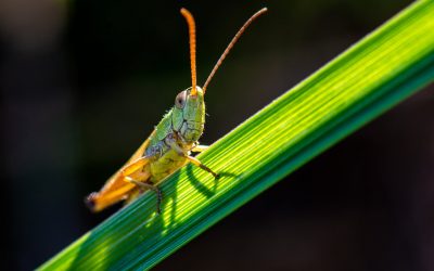 What is Cyril up to?- a Grasshopper Mentality