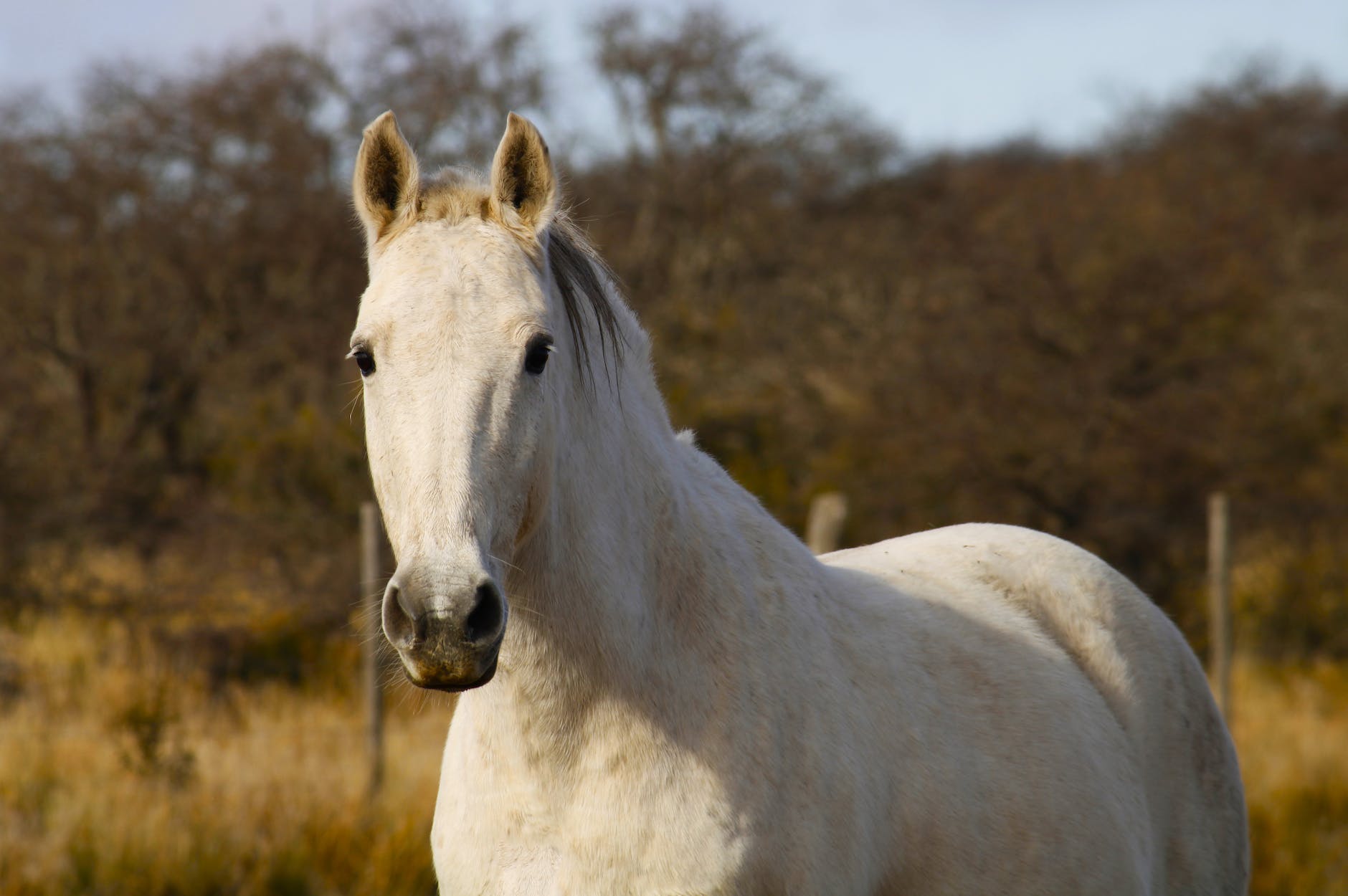 white horse in the farm