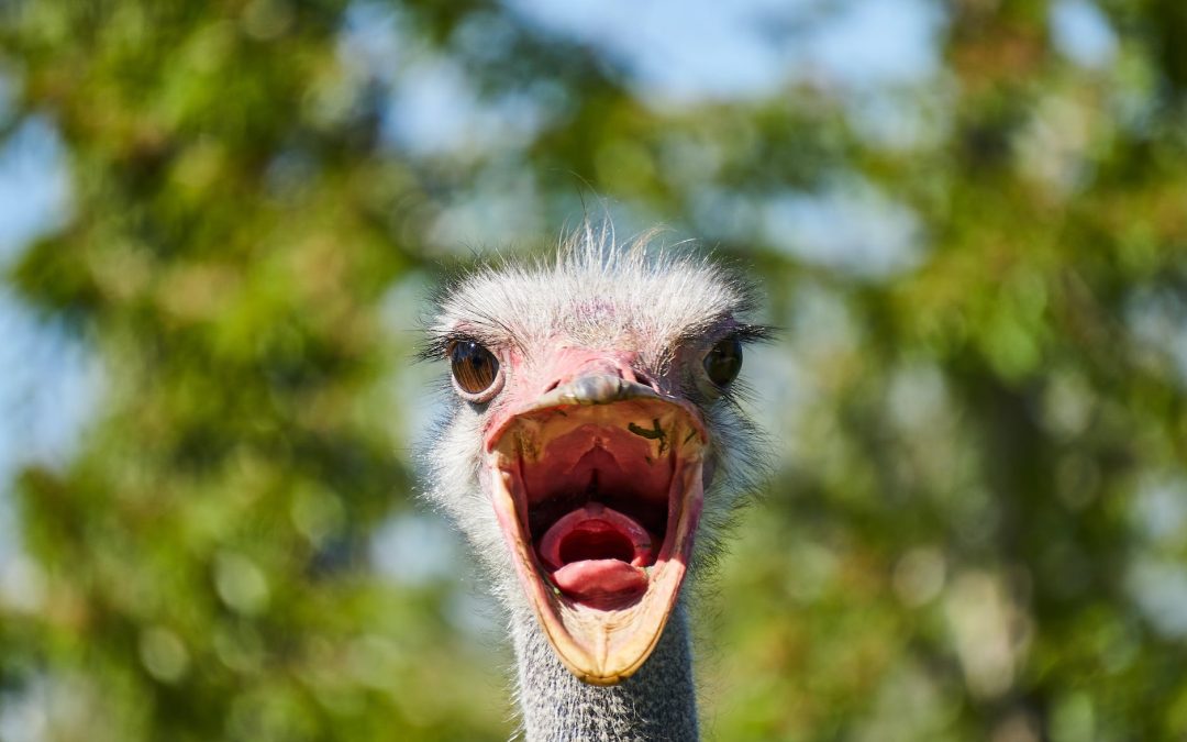 grey bird in close up photography