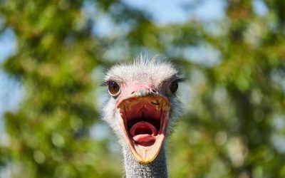 Are South Africans Turning into ostriches?