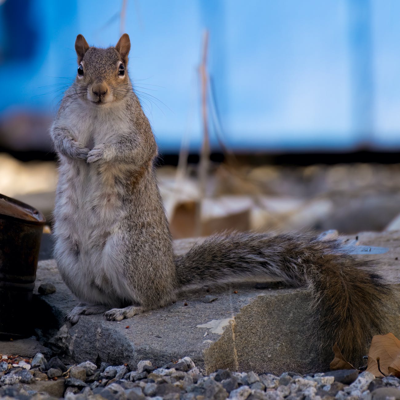 close up of standing squirrel