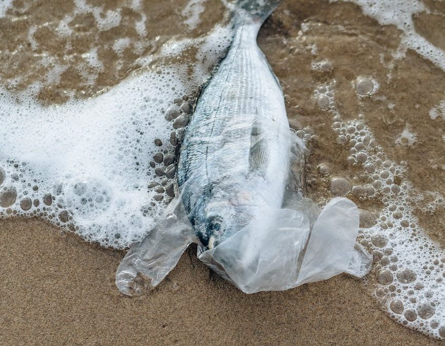 fish in a clear plastic on seashore