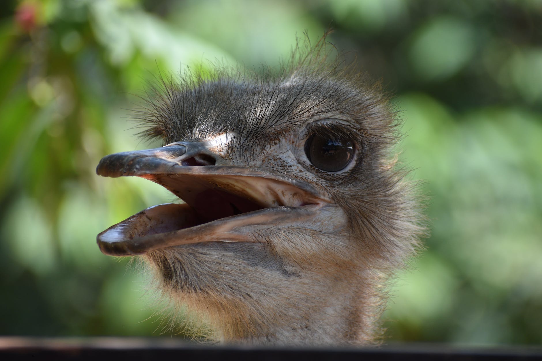 close up of ostrich chick head