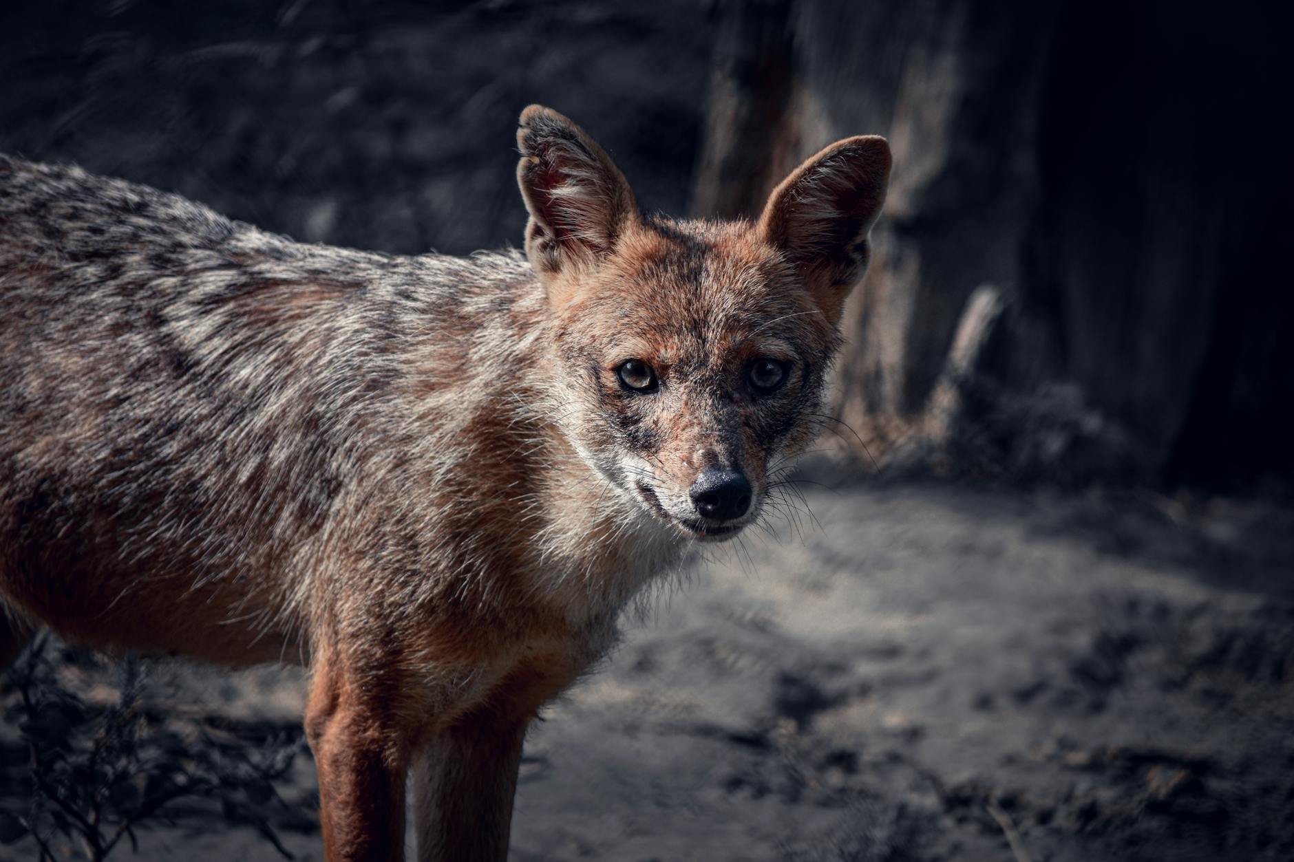 close up of jackal