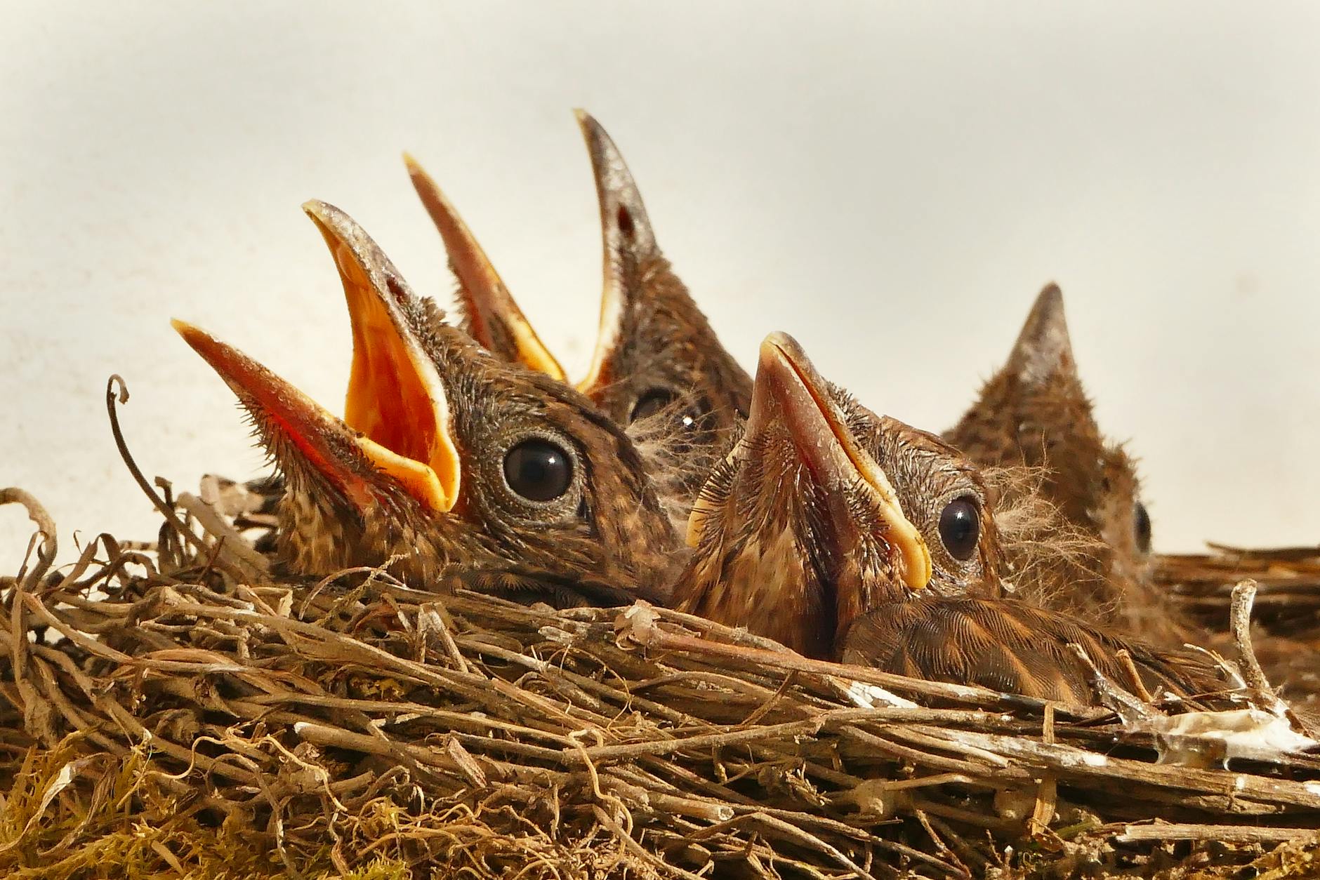 four brown birds