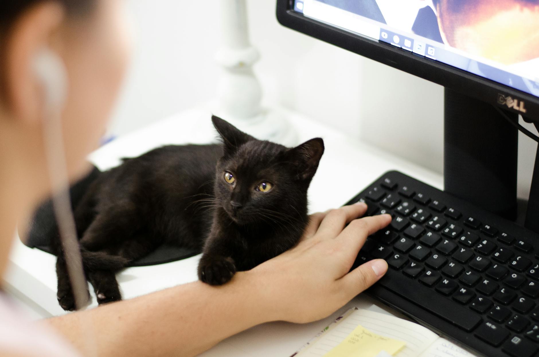 black cat holding persons arm