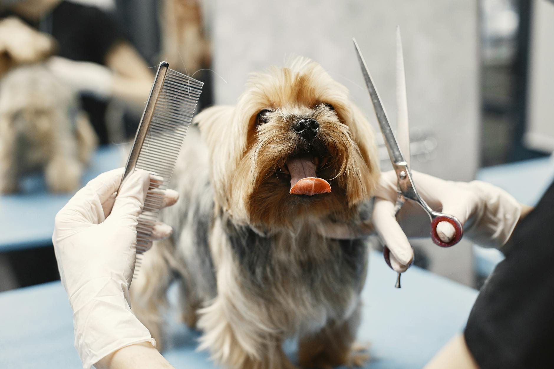 a dog showing tongue while grooming
