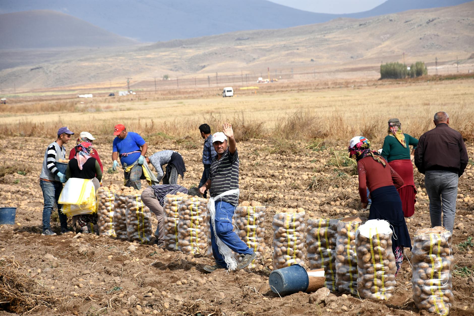 farmers harvesting potatoes