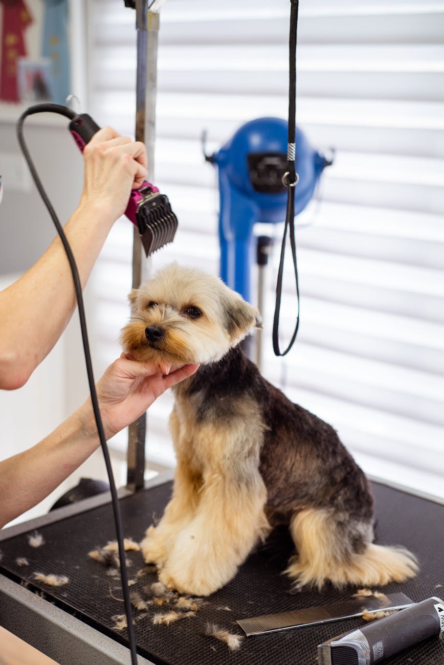 a dog at a groomer