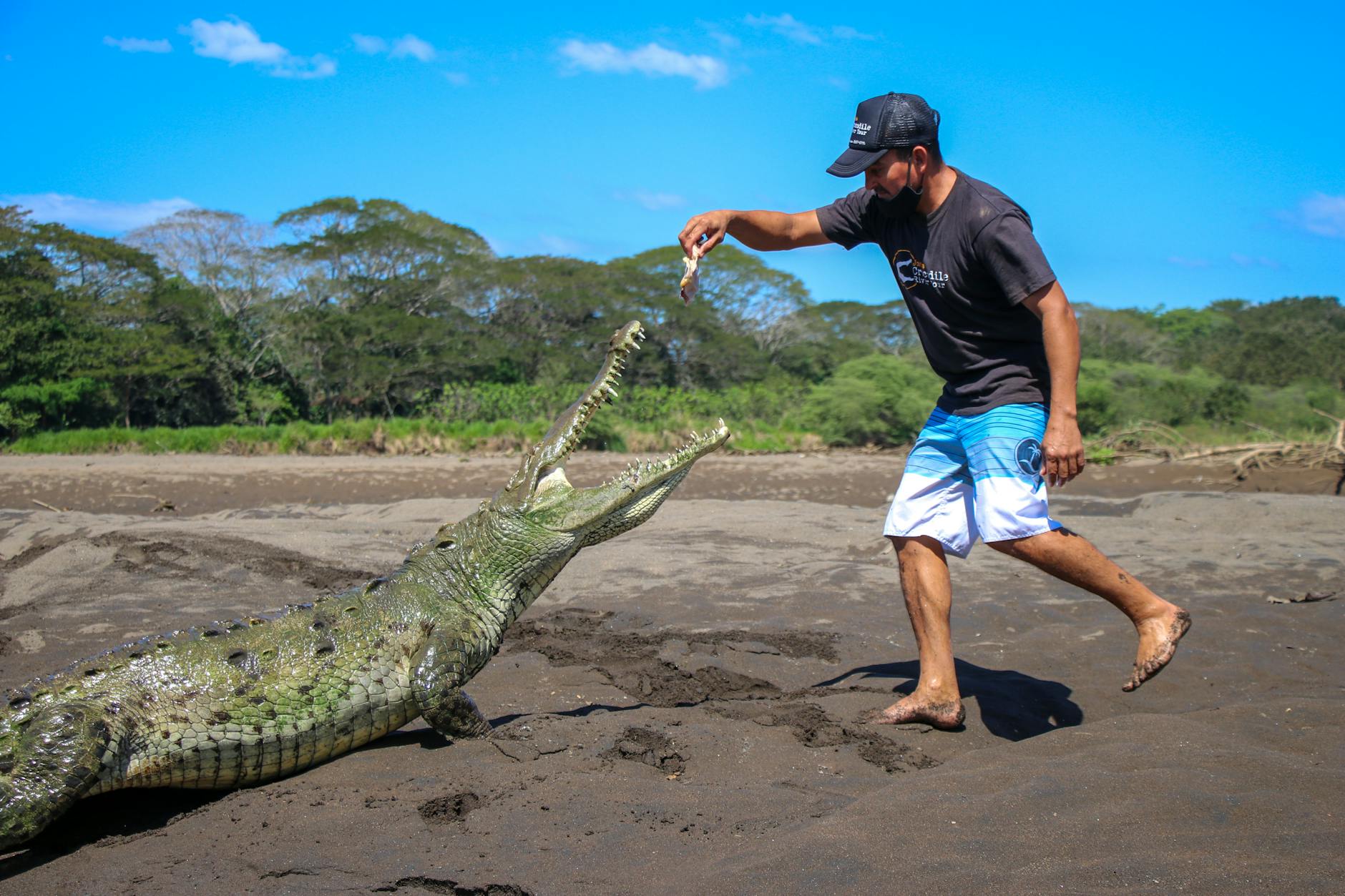 man feeding a crocodile