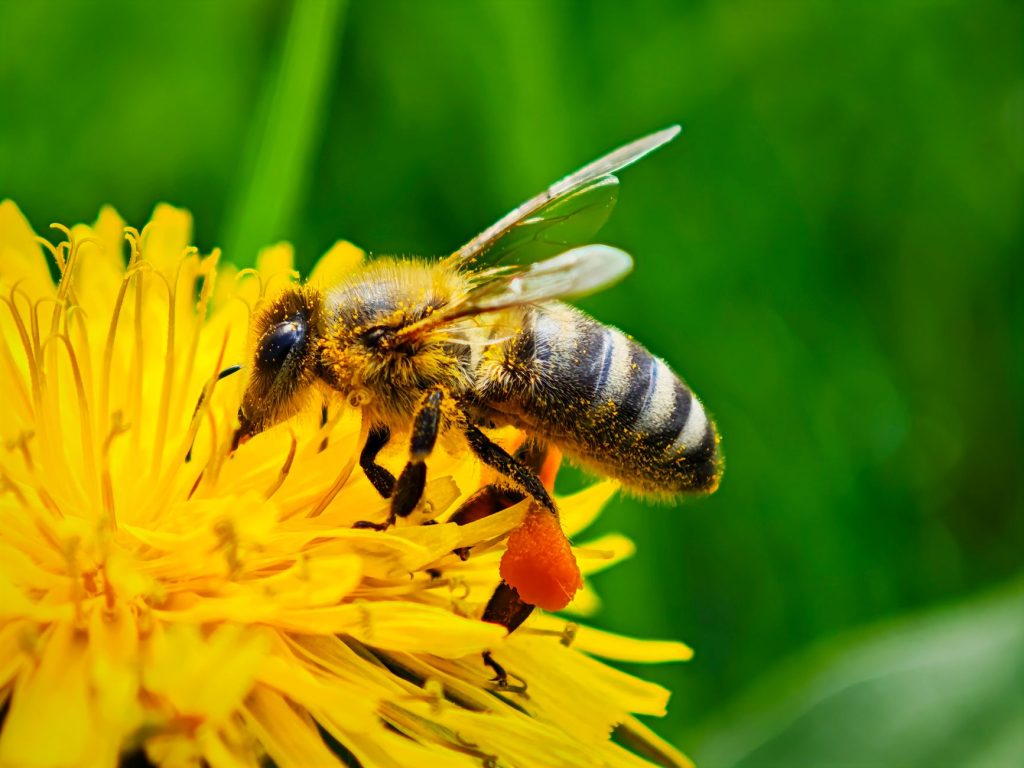 Current image: close up of a bee on a yellow flower