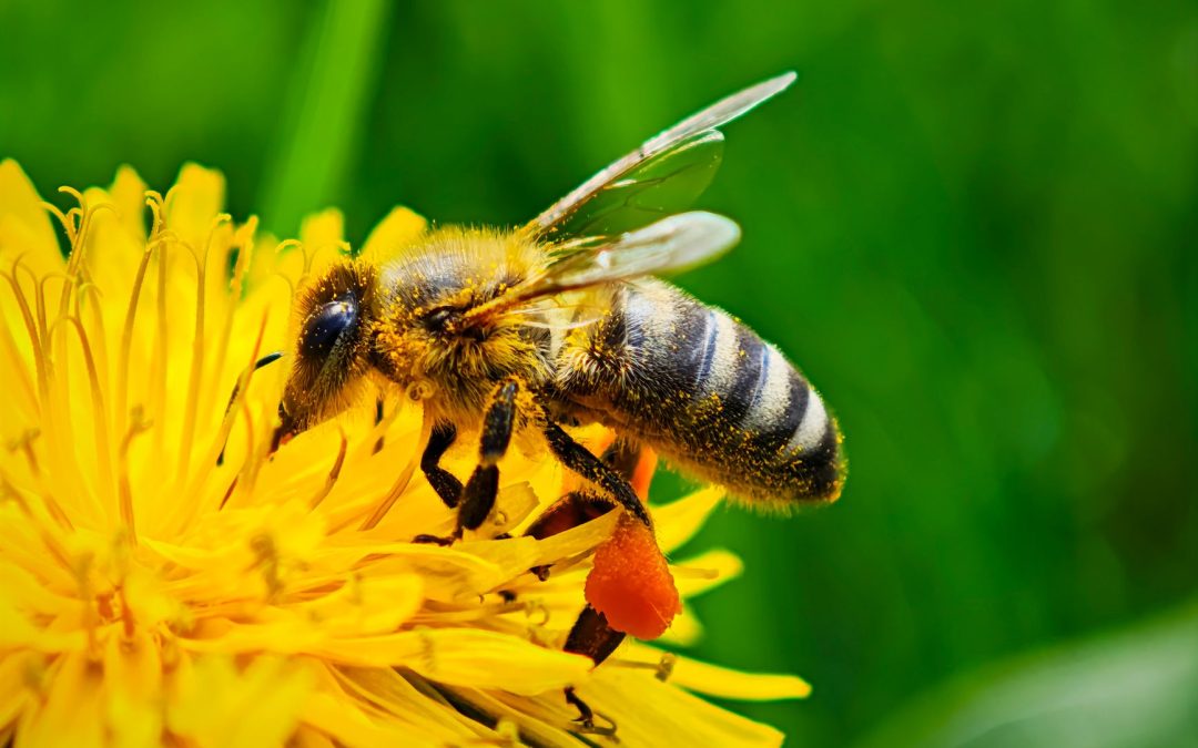 close up of a bee on a yellow flower